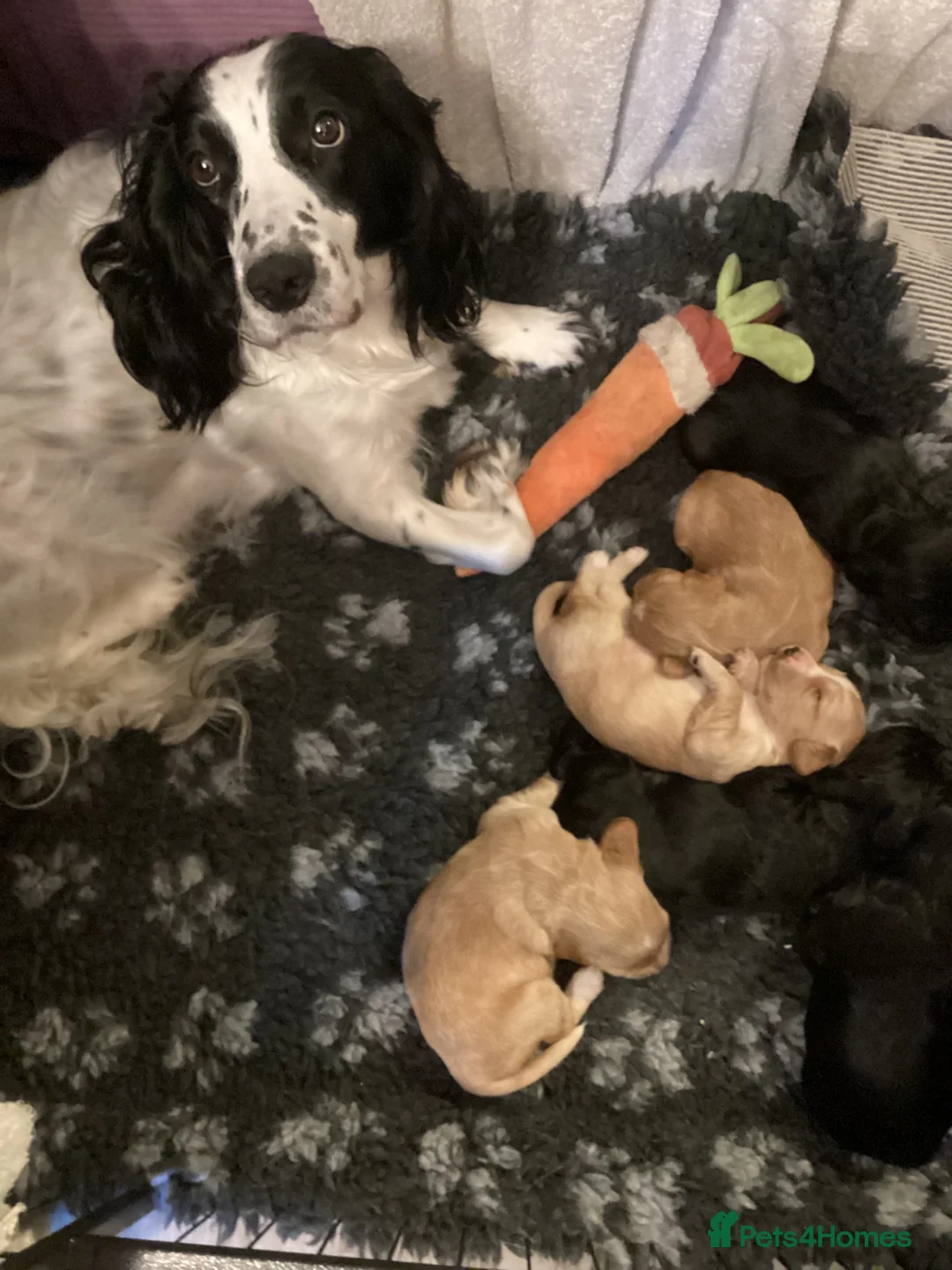 Cocker Spaniel dogs for sale: STUNNING COCKER SPANIEL PUPS  - Advert 7