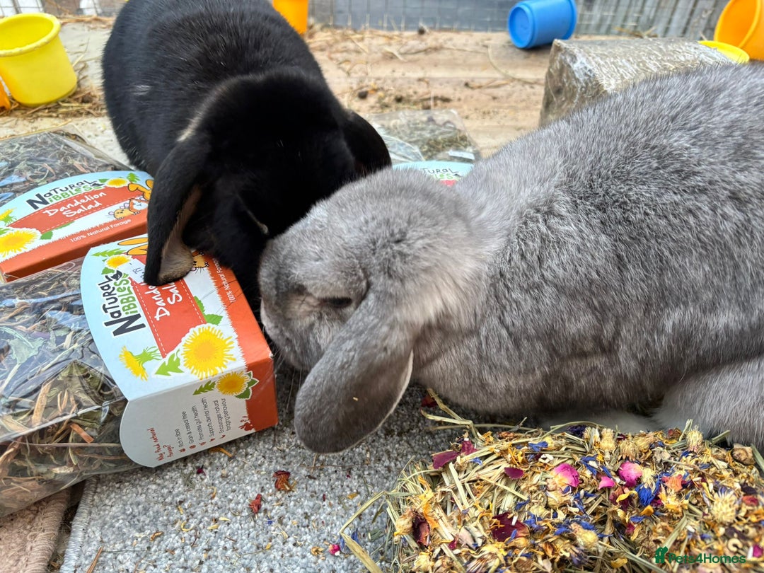 Dwarf Lop rabbits for sale: Bonded pair of dwarf lops - Advert 4