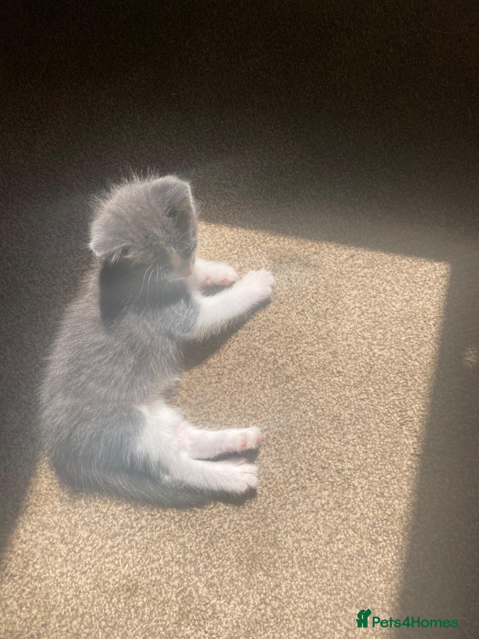 Mixed Breed cats 8wk white grey kitten - Advert 2