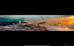 Bearded Dragon reptiles for sale: Make bearded dragon  - Advert 1