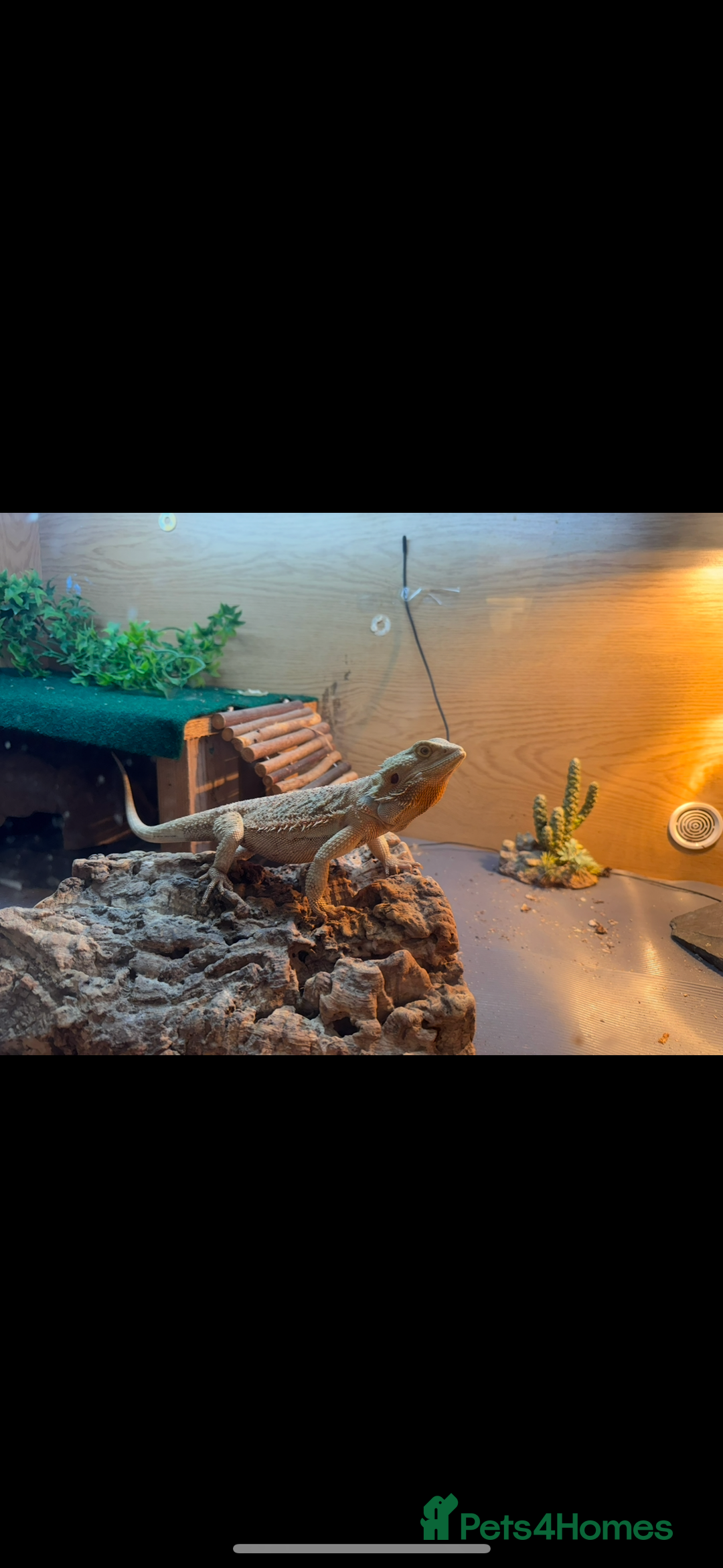 Bearded Dragon reptiles for sale: Make bearded dragon  - Advert 1