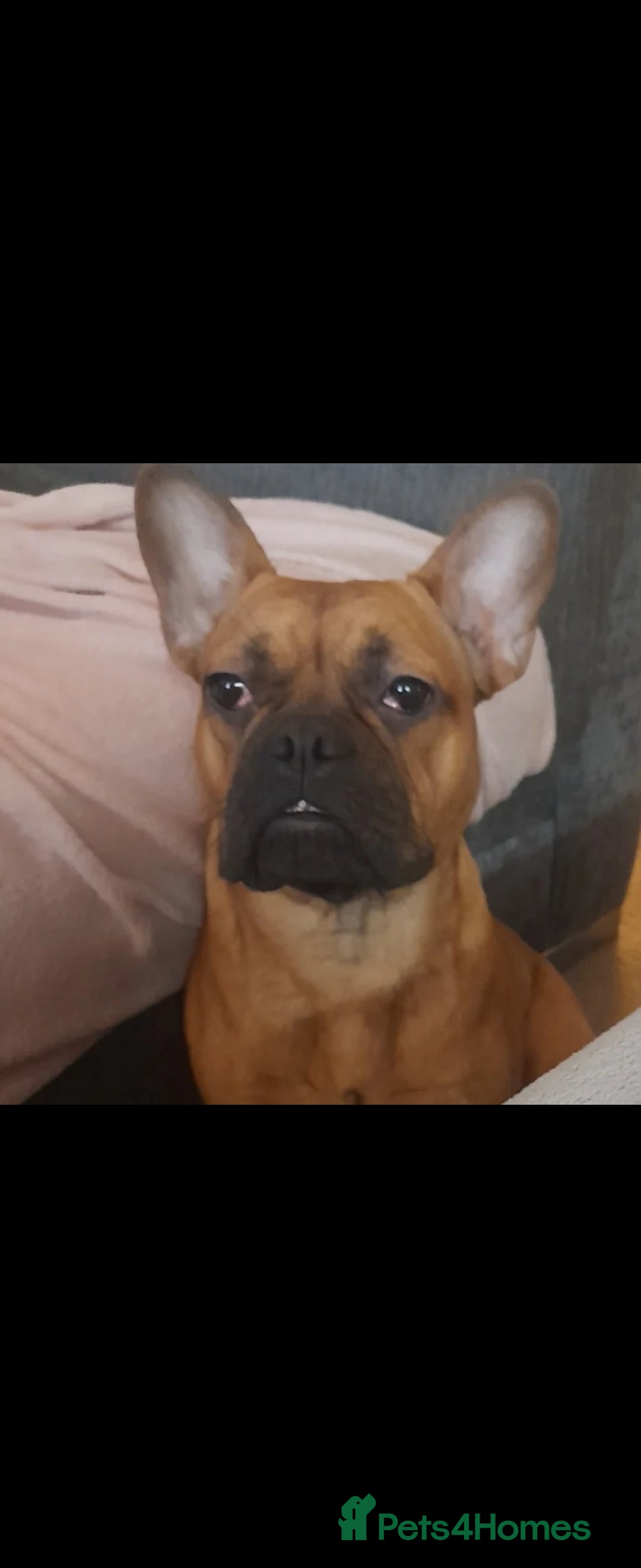 Mixed Breed dogs for sale: Rocky - Image 2