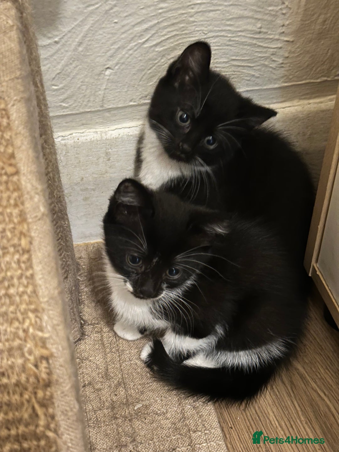 British Shorthair cats for sale: 💕✨ 4 Kittens ready for a new home 💕✨ kitten - Image 11