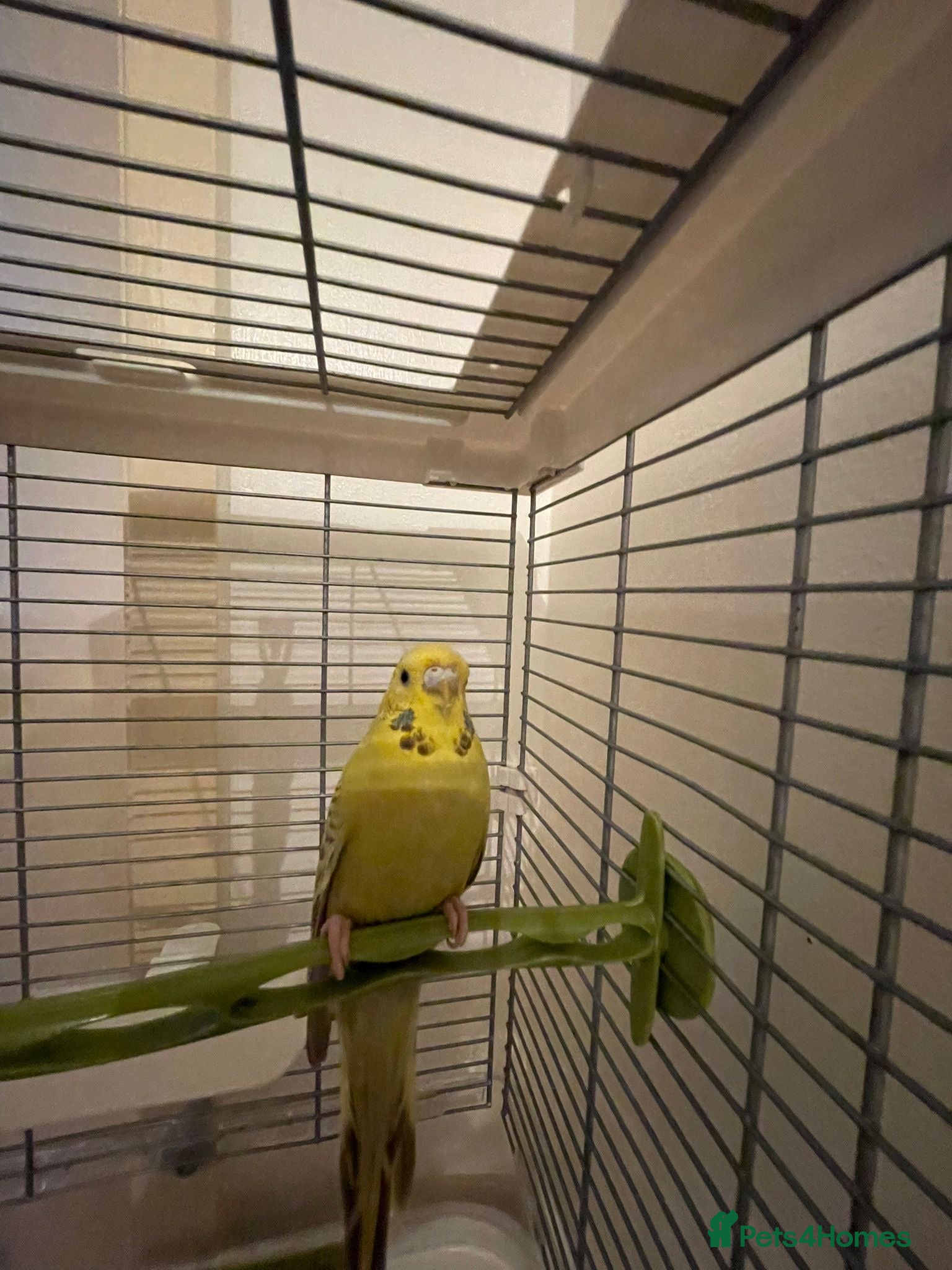 Budgerigars birds Young Budgie For Sale! - Advert 5