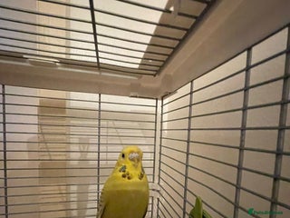 Budgerigars birds Young Budgie For Sale! - Advert 1