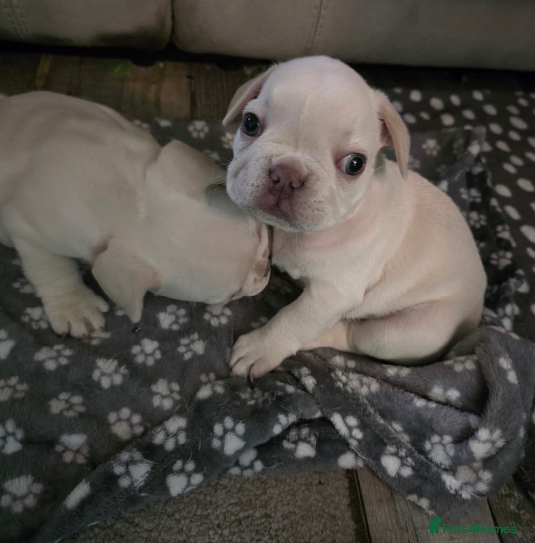 French Bulldog dogs for sale: KC Platinum French Bulldog Boy–Carrying Fluffy 🐾 - Image 3