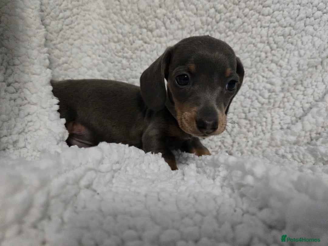Miniature Dachshund dogs for sale: REDUCED !! Miniature dachshund puppies kc reg   - Image 16