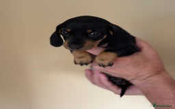 Miniature Dachshund dogs for sale: KC REGISTERED MINIATURE DACHSHUND BLACK AND TAN - Image 12