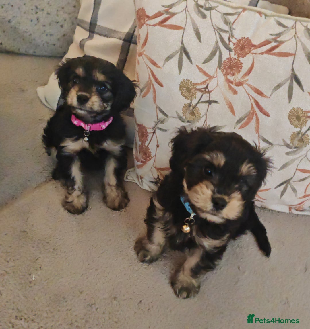 Cavapoo dogs for sale: 🐾 Beautiful F1 Cavapoo Puppy (Male) –  - Advert 3