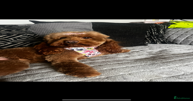 Cockapoo dogs - Advert 12