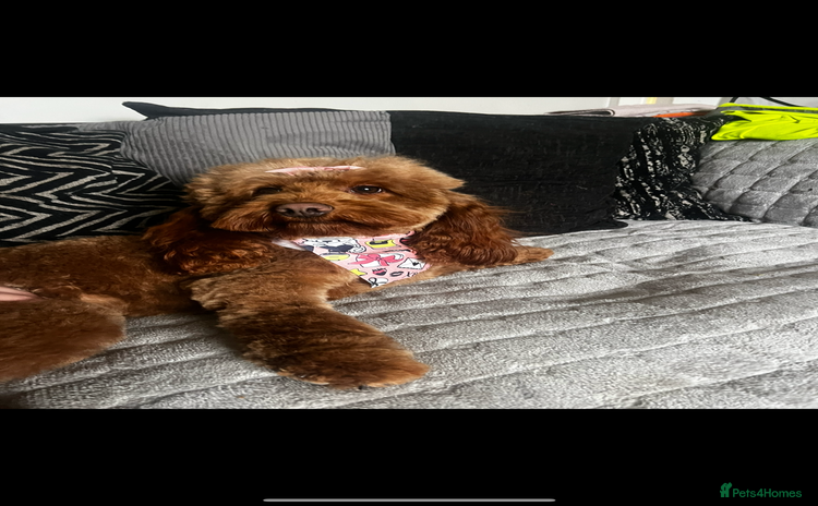 Cockapoo dogs - Advert 15