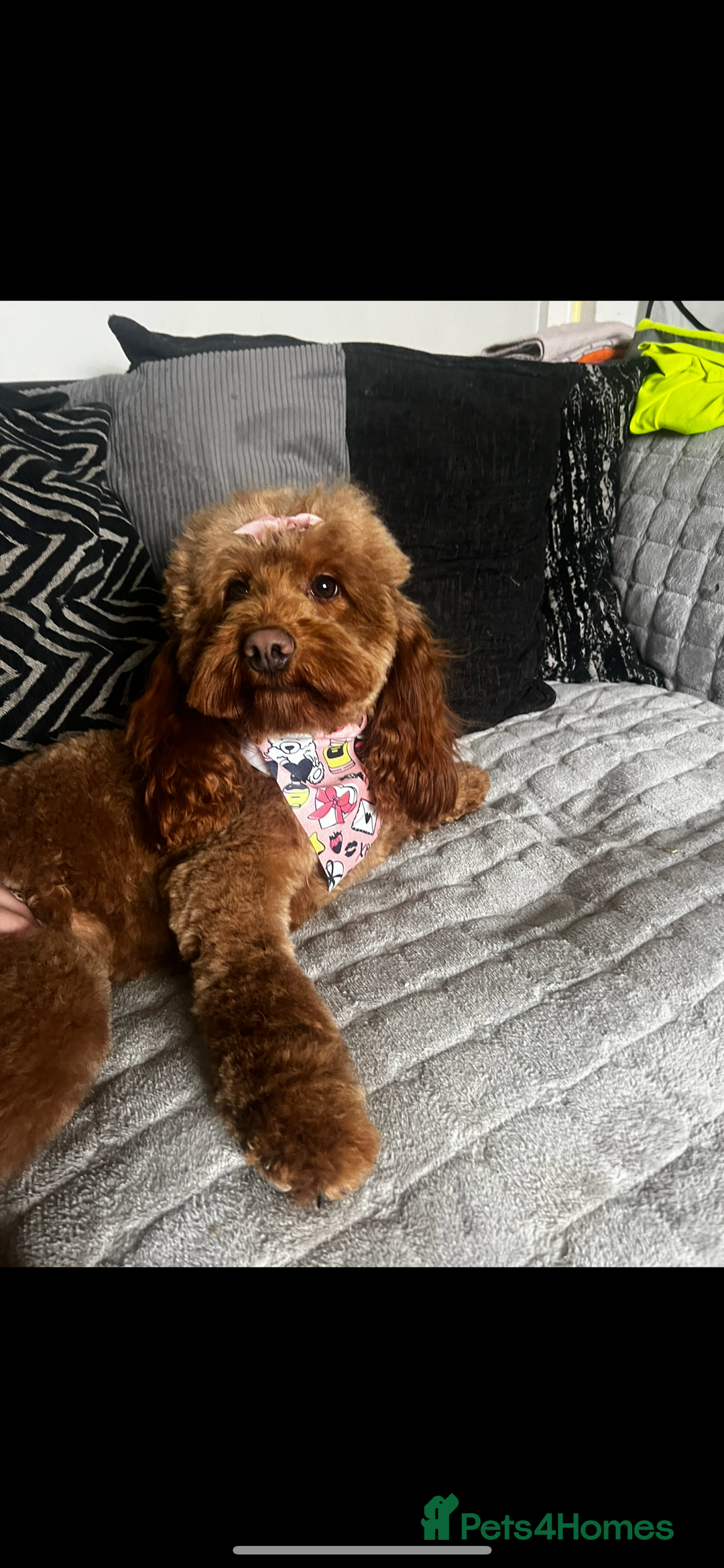 Cockapoo dogs for sale: Beautiful cockerpoo puppies  - Image 2