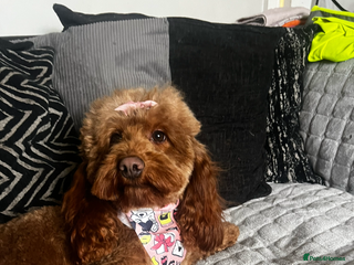 Cockapoo dogs - Advert 2