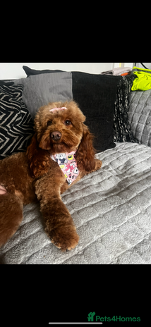 Cockapoo dogs - Advert 2