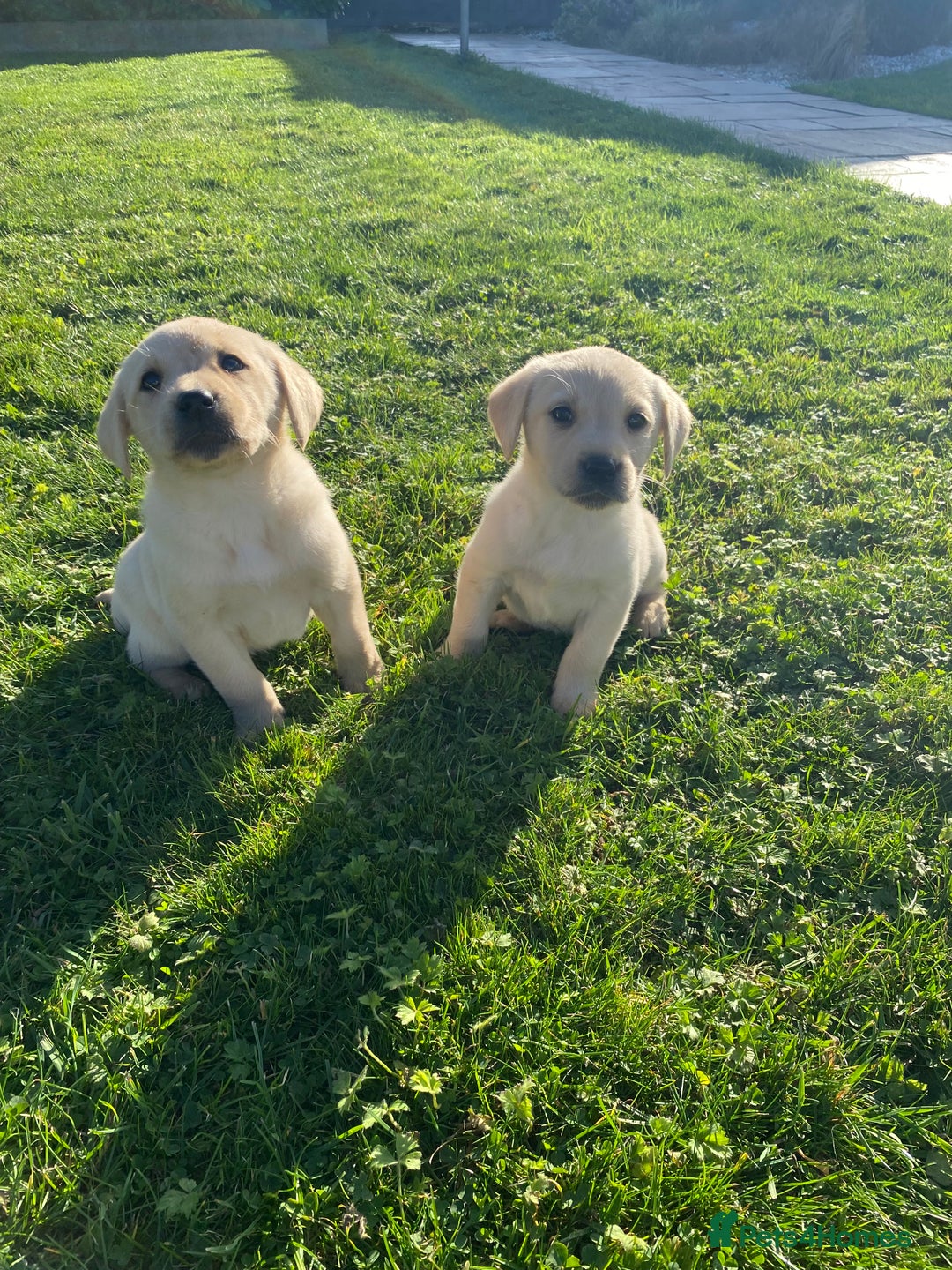 Labrador Retriever dogs for sale: Labrador retriever - Image 16