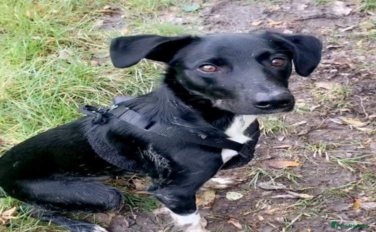 Mixed Breed dogs - Advert 1