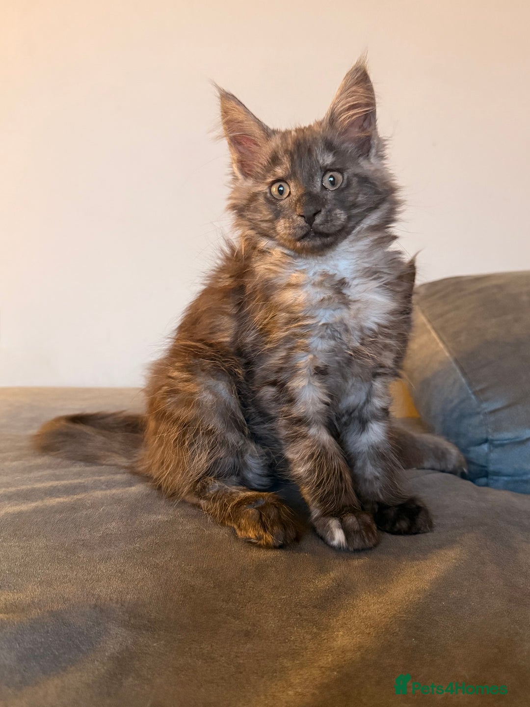 Maine Coon cats for sale: 6 remaining kittens - Advert 30