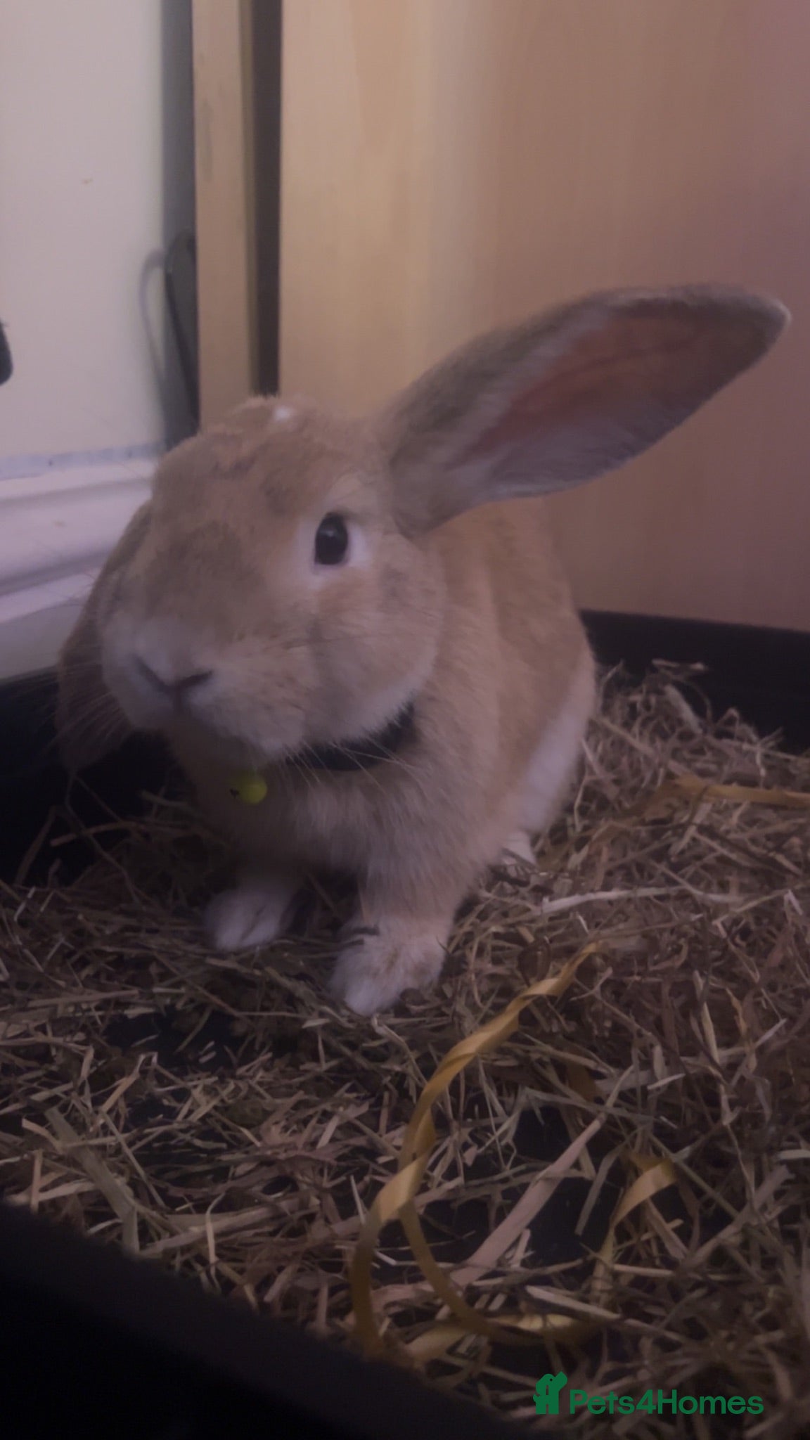 Mixed Breed rabbits Chip for saleee - Advert 10