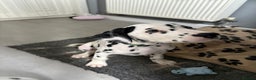 Dalmatian dogs for sale: Dalmatian puppies ready advert fully - Advert 2