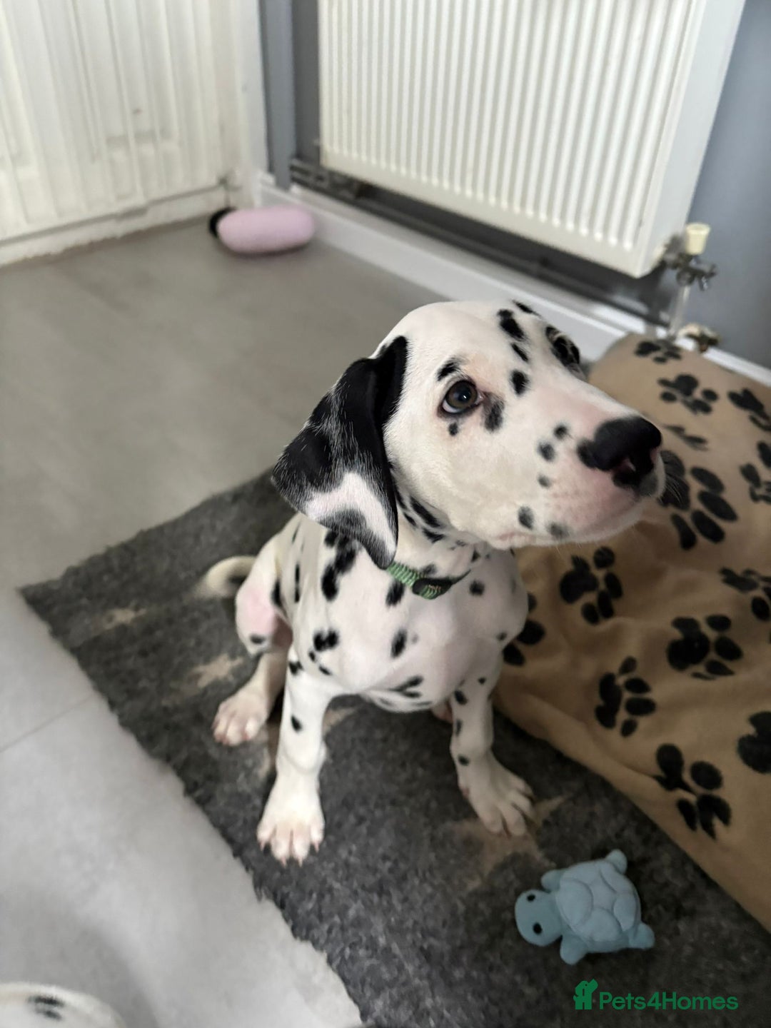Dalmatian dogs for sale: Dalmatian puppies ready advert fully - Advert 2
