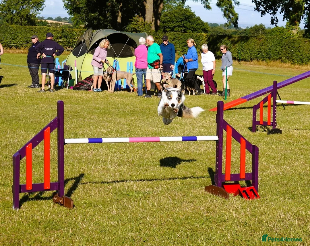 Border Collie dogs for stud: (provide) tr blue Merle border collie  in Otley - Advert 8