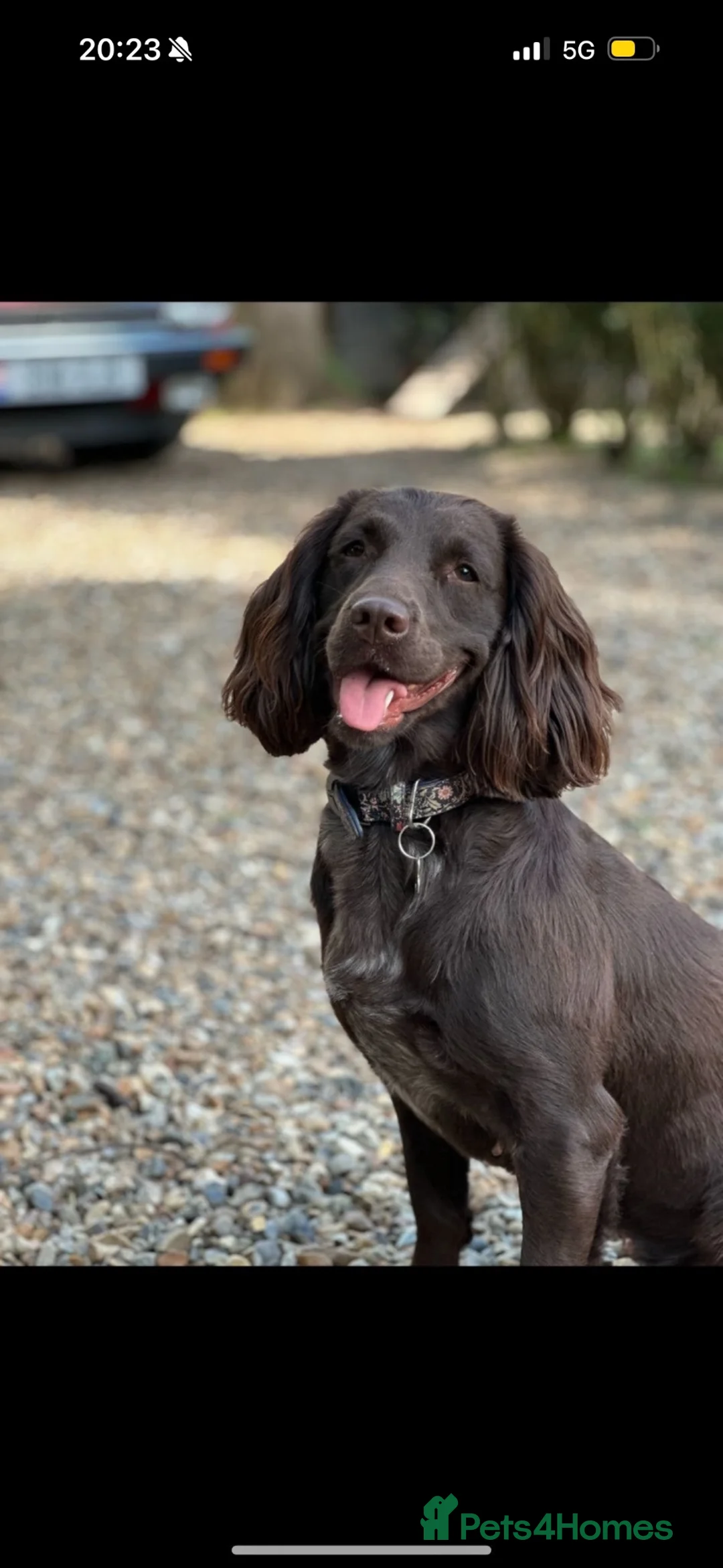 Cocker Spaniel dogs for sale: Beautiful Spaniel Puppies - raised on our farm - Advert 4