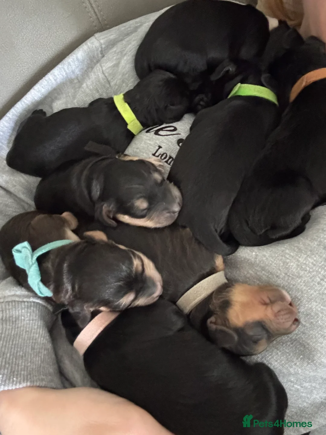 Cockapoo dogs for sale: F1 show type cockapoo puppies  in Ipswich - Advert 6