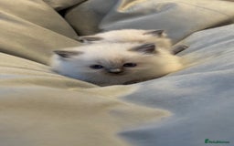 Ragdoll cats for sale: 3 Beautiful Female Blue Point Ragdoll Kittens - Image 7