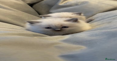 Ragdoll cats - Advert 4