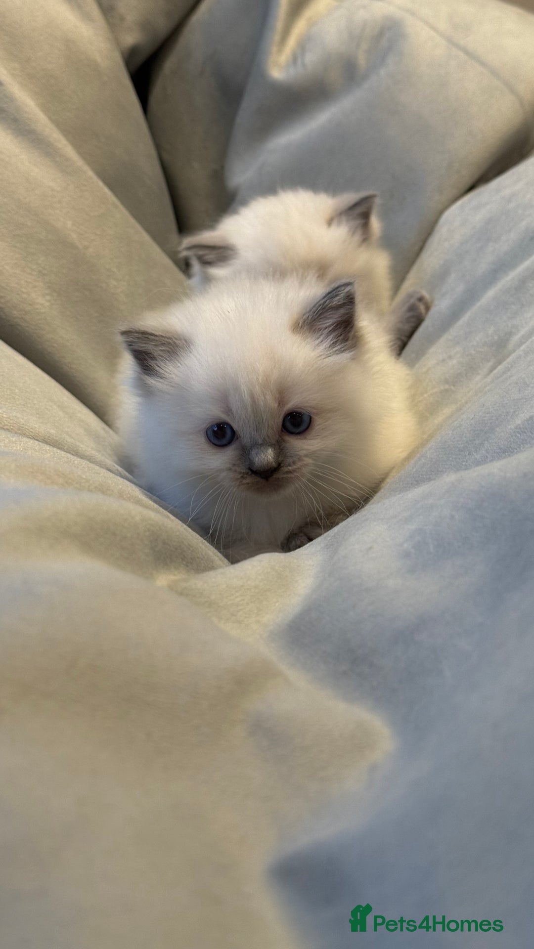 Ragdoll cats for sale: 3 Beautiful Female Blue Point Ragdoll Kittens - Image 7