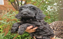 Cockapoo dogs for sale: SIMPLY UNIQUE SHOW TYPE F1b COCKAPOOS - Image 40