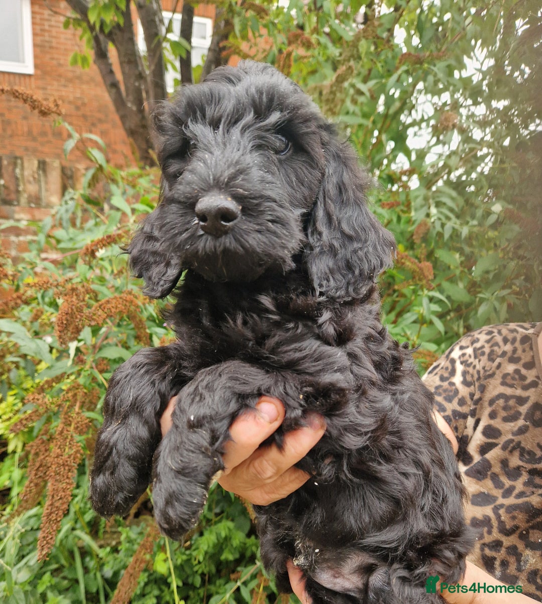 Cockapoo dogs for sale: SIMPLY UNIQUE SHOW TYPE F1b COCKAPOOS - Image 40