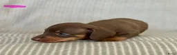 Miniature Dachshund dogs for sale: Miniature Dachshund puppies - Advert 8