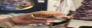 Chihuahua 6 tipsy 