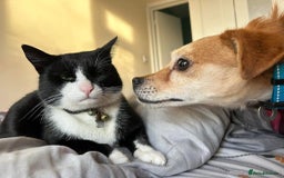 Mixed Breed dogs for adoption: Geoffrey - Kings Lynn Norfolk  - Image 1