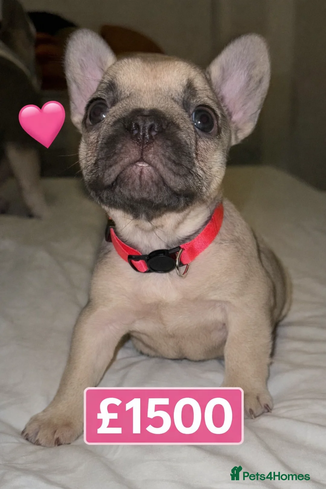 French Bulldog dogs for sale: Elegant Litter of Six KC Registered French Bulldog - Advert 14