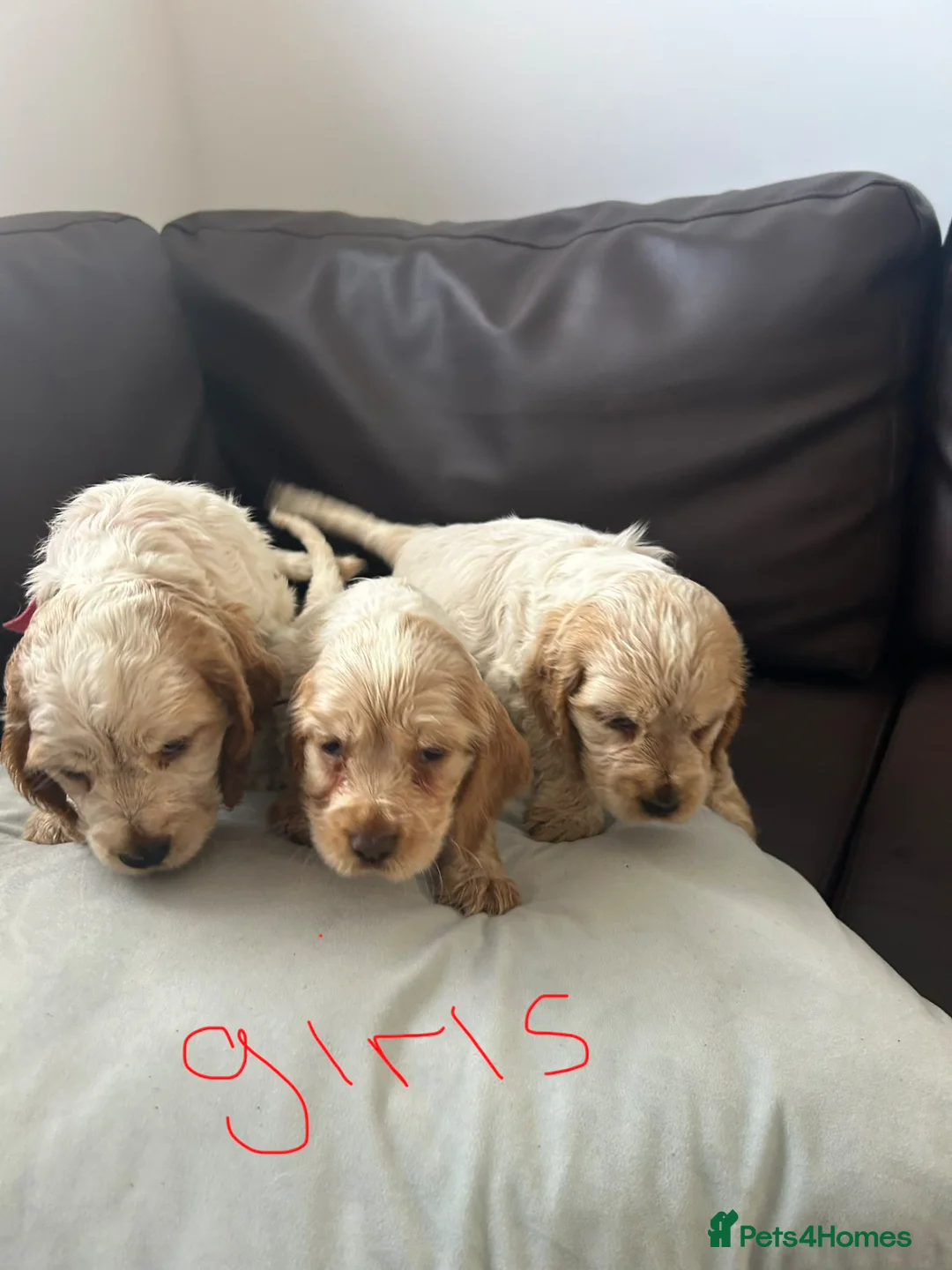 Cocker Spaniel dogs for sale: Showtype cocker spaniel puppies  - Advert 2