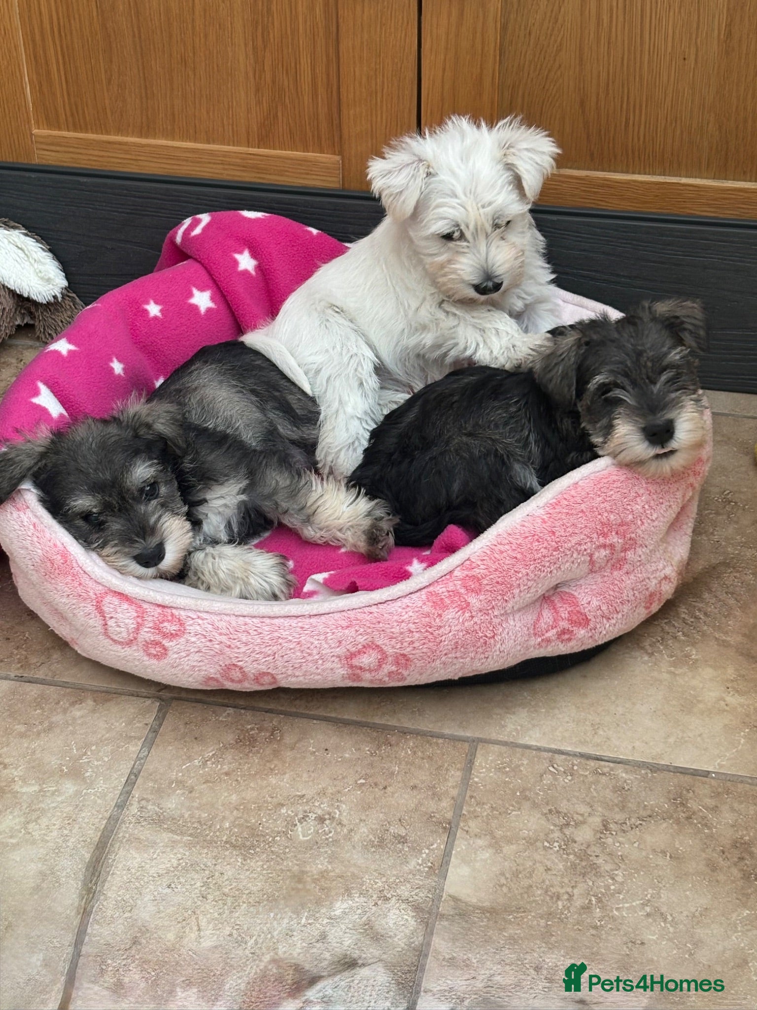 Miniature Schnauzer dogs MINIATURE SCHNAUZER PUPPIES READY NOW TO LEAVE  - Advert 1