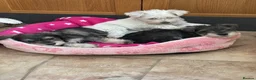 Miniature Schnauzer dogs for sale: MINIATURE SCHNAUZER PUPPIES READY NOW TO LEAVE  - Advert 1