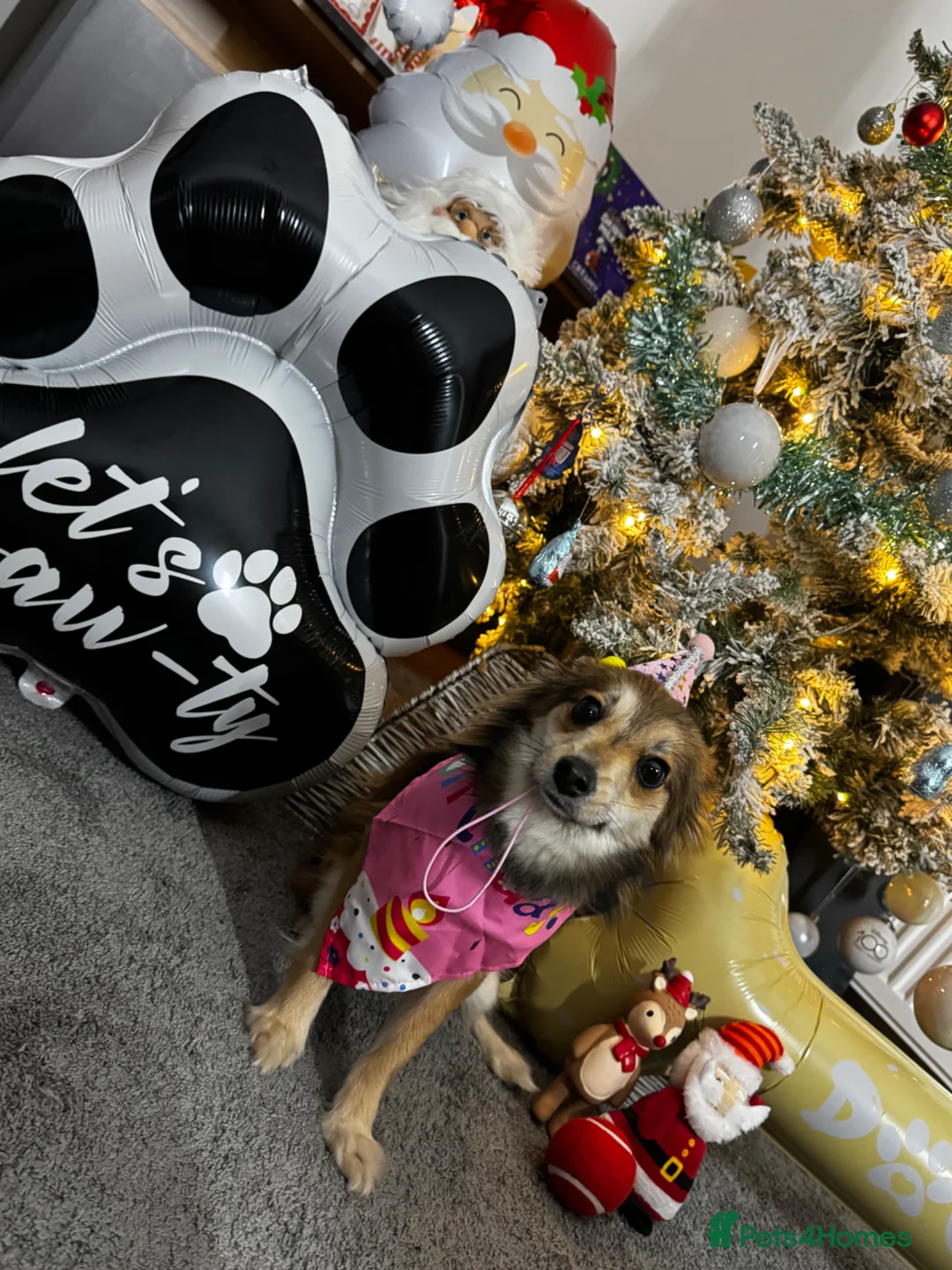 Mixed Breed dogs for sale: Pomapoo for sale in Wrexham - Advert 2