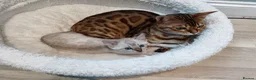 Bengal cats for sale: G6 Pure Tica RG Bengal - Advert 4