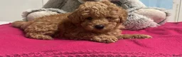 Miniature Poodle dogs for sale: 🐾 Adorable  Poodle Puppies for Sale! 🐾 - Advert 31