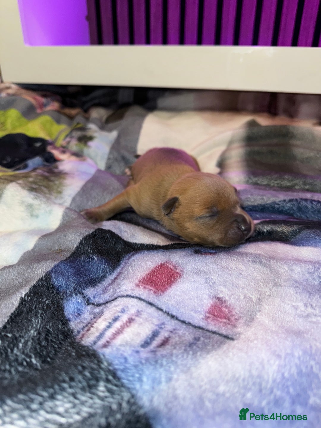 Staffordshire Bull Terrier dogs for sale: Staffordshire Bull Terrier Puppies - Image 12
