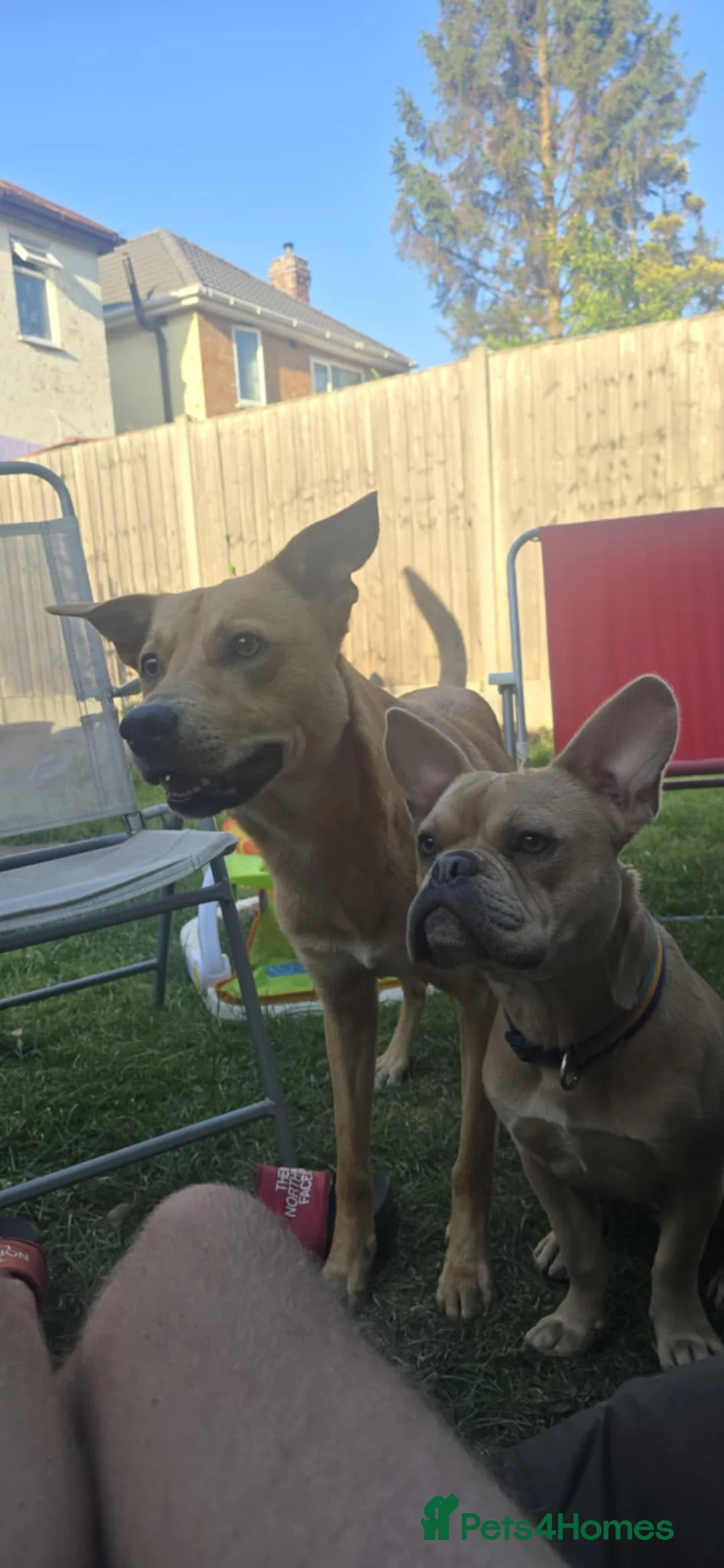 French Bulldog dogs for sale: Male Fenchie X Staffy - Advert 3