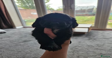 Cocker Spaniel dogs - Advert 2