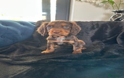 Cocker Spaniel dogs for sale: BEAUTIFUL LITTER OF TRICOLOURED COCKER SPANIELS  - Image 23