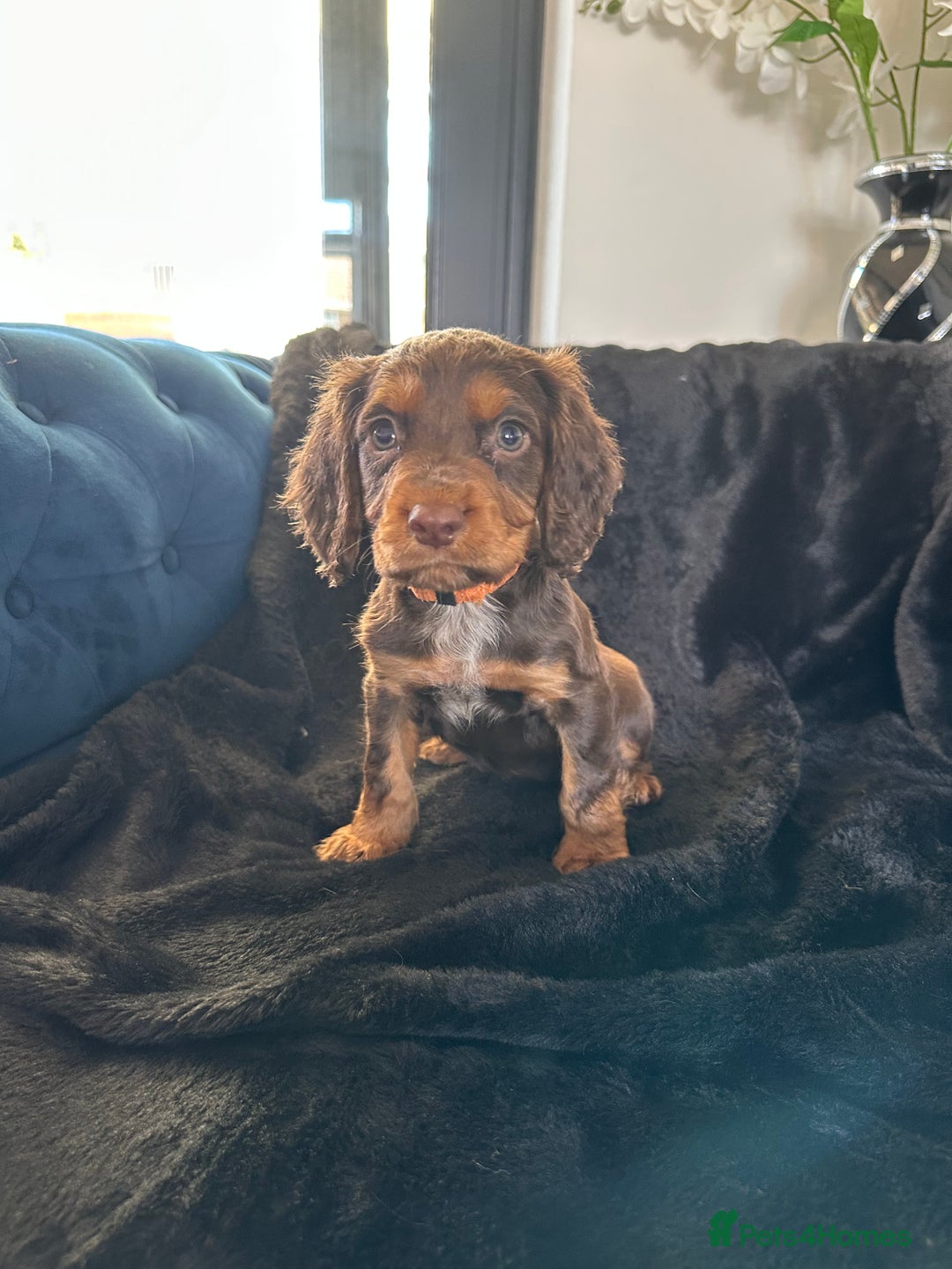 Cocker Spaniel dogs for sale: BEAUTIFUL LITTER OF TRICOLOURED COCKER SPANIELS  - Image 23