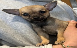 Chihuahua dogs for sale: Pure Breed Pedigree Certificated Chihuahua Puppies - Image 2
