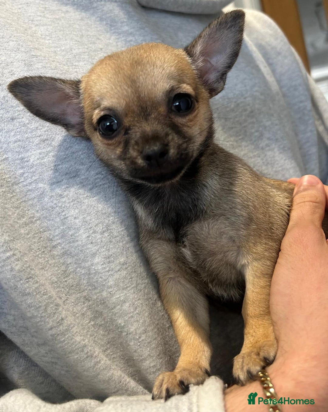 Chihuahua dogs for sale: Pure Breed Pedigree Certificated Chihuahua Puppies - Image 2