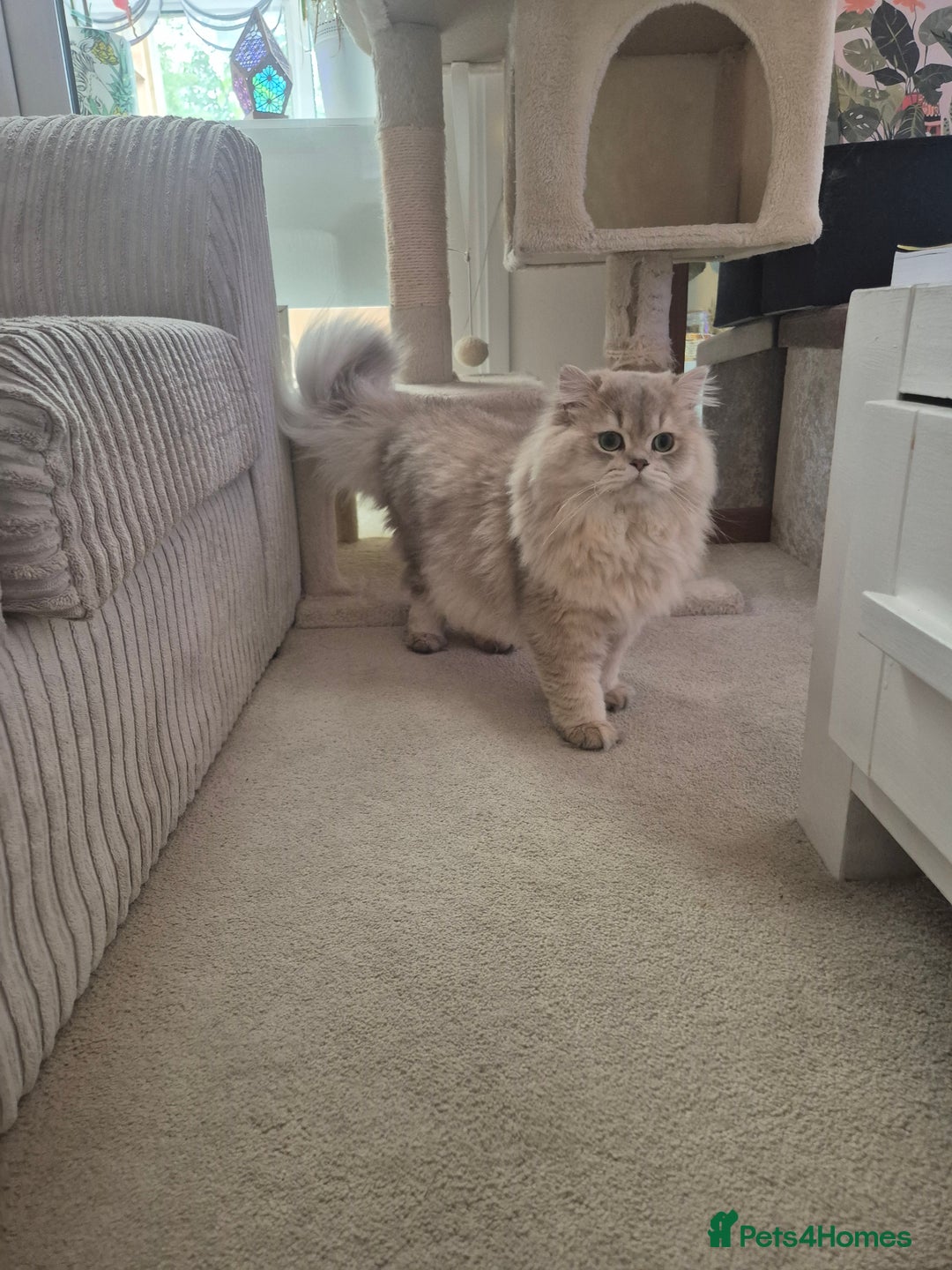 British Longhair cats for stud: Stud (British Longhair  - Image 2